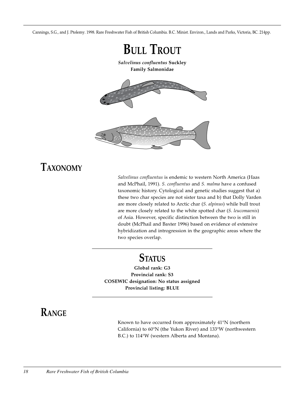 BULL TROUT Salvelinus Confluentus Suckley Family Salmonidae