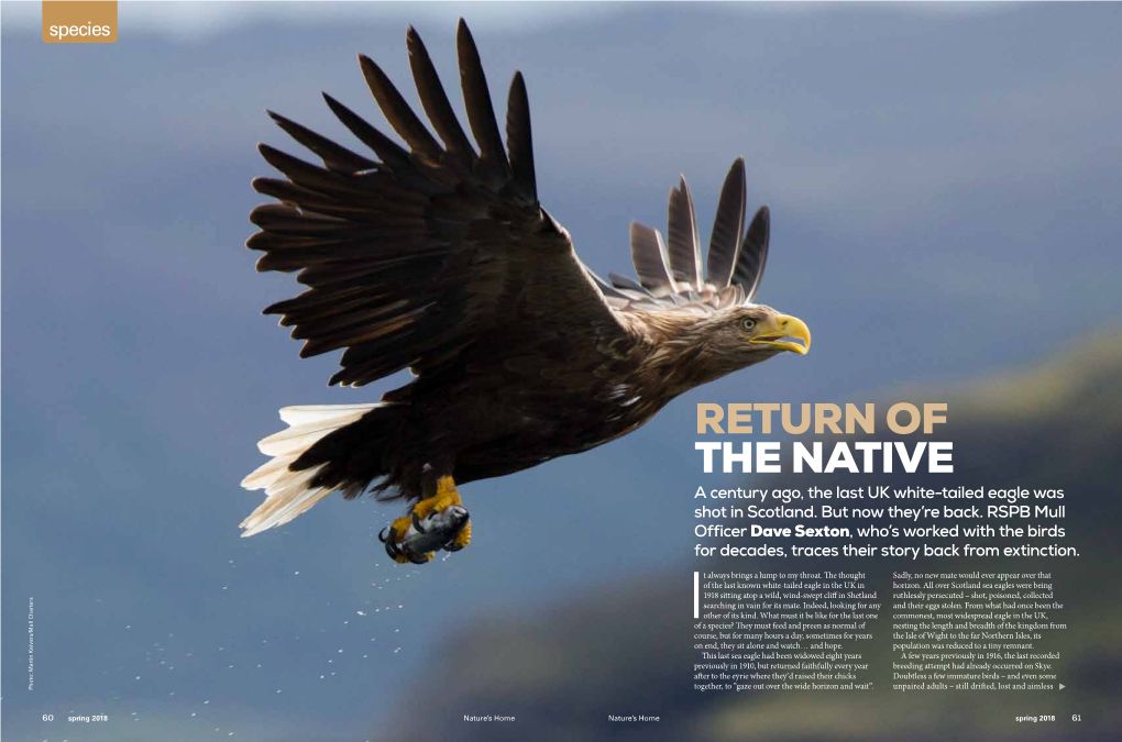 RETURN of the NATIVE a Century Ago, the Last UK White-Tailed Eagle Was Shot in Scotland