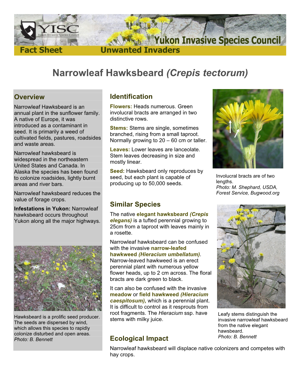 Narrowleaf Hawksbeard (Crepis Tectorum)