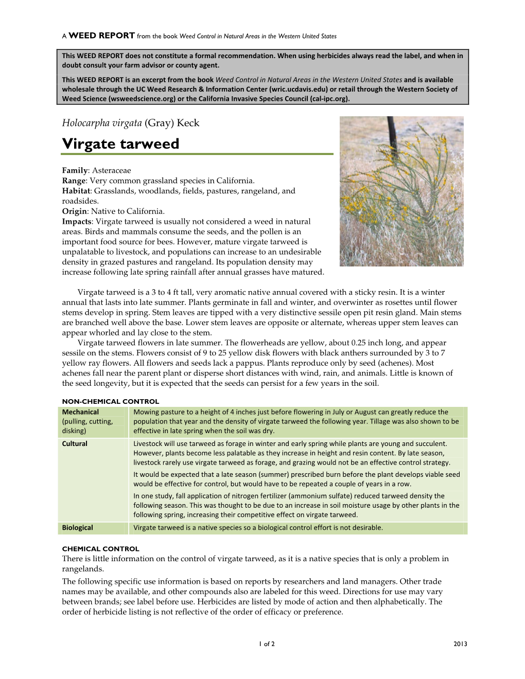 Holocarpha Virgata (Gray) Keck Virgate Tarweed