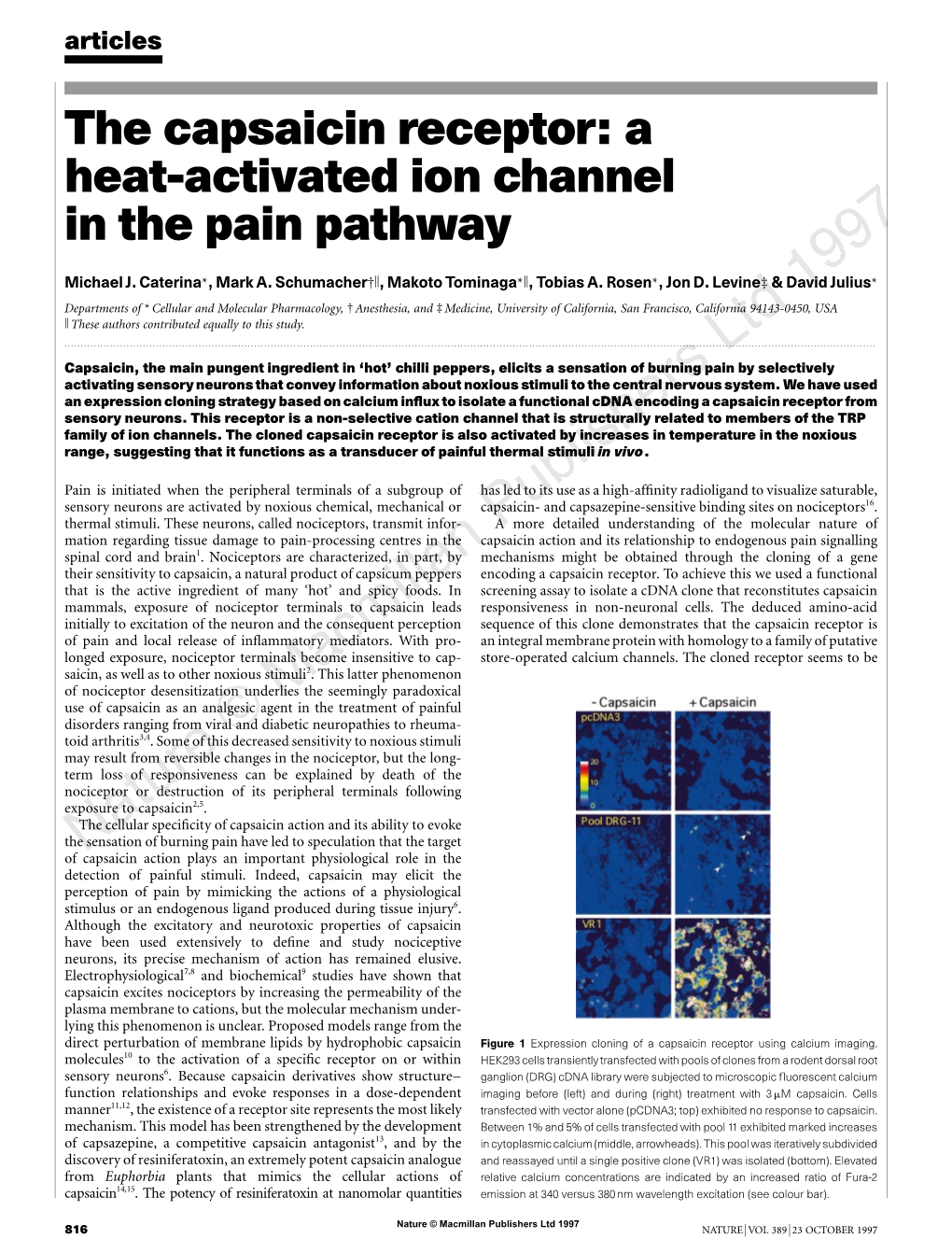 The Capsaicin Receptor: a Heat-Activated Ion Channel in the Pain Pathway