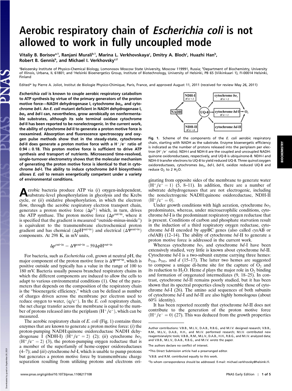 Aerobic Respiratory Chain of Escherichia Coli Is Not Allowed to Work in Fully Uncoupled Mode