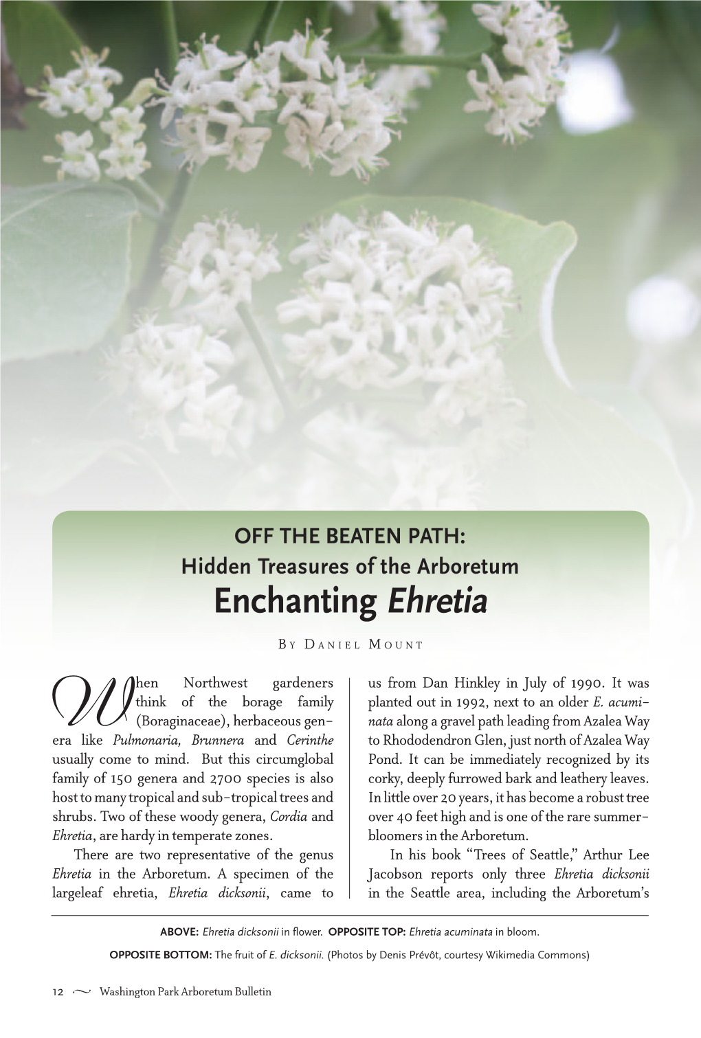 Enchanting Ehretia