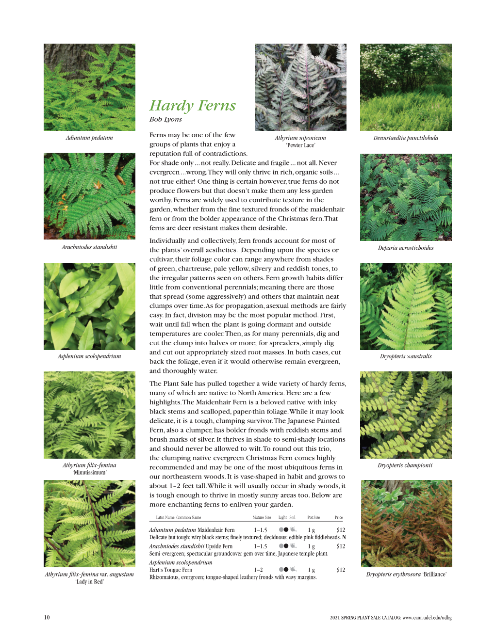 Hardy Ferns Bob Lyons