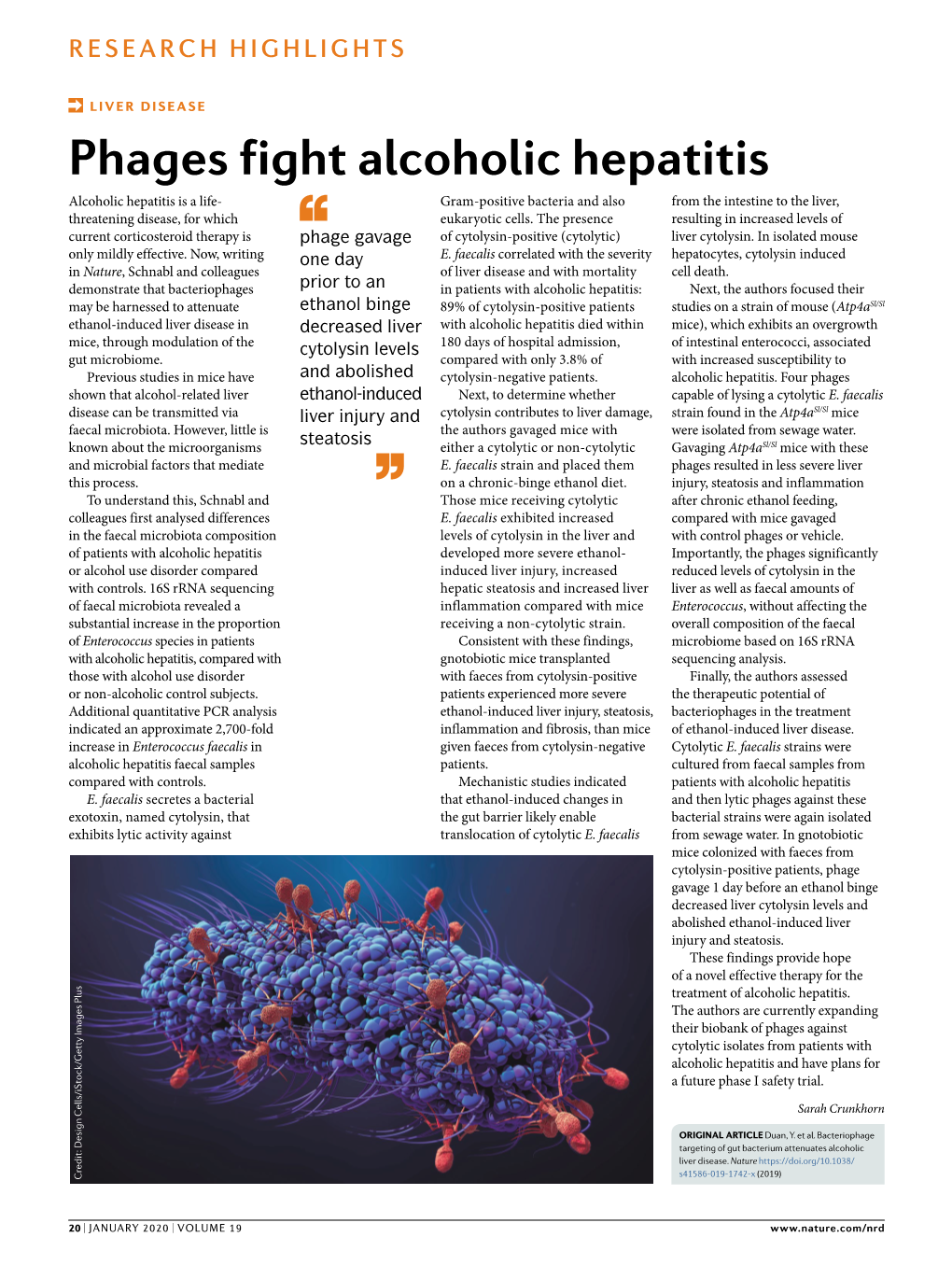 Phages Fight Alcoholic Hepatitis