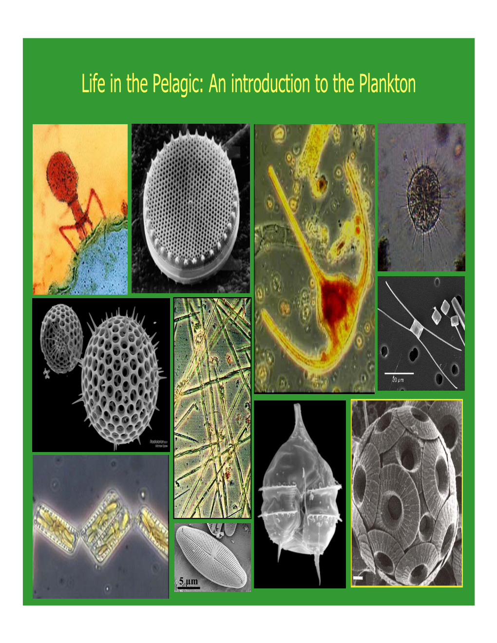 Life in the Pelagic: an Introduction to the Plankton Size Classifications and Terminology