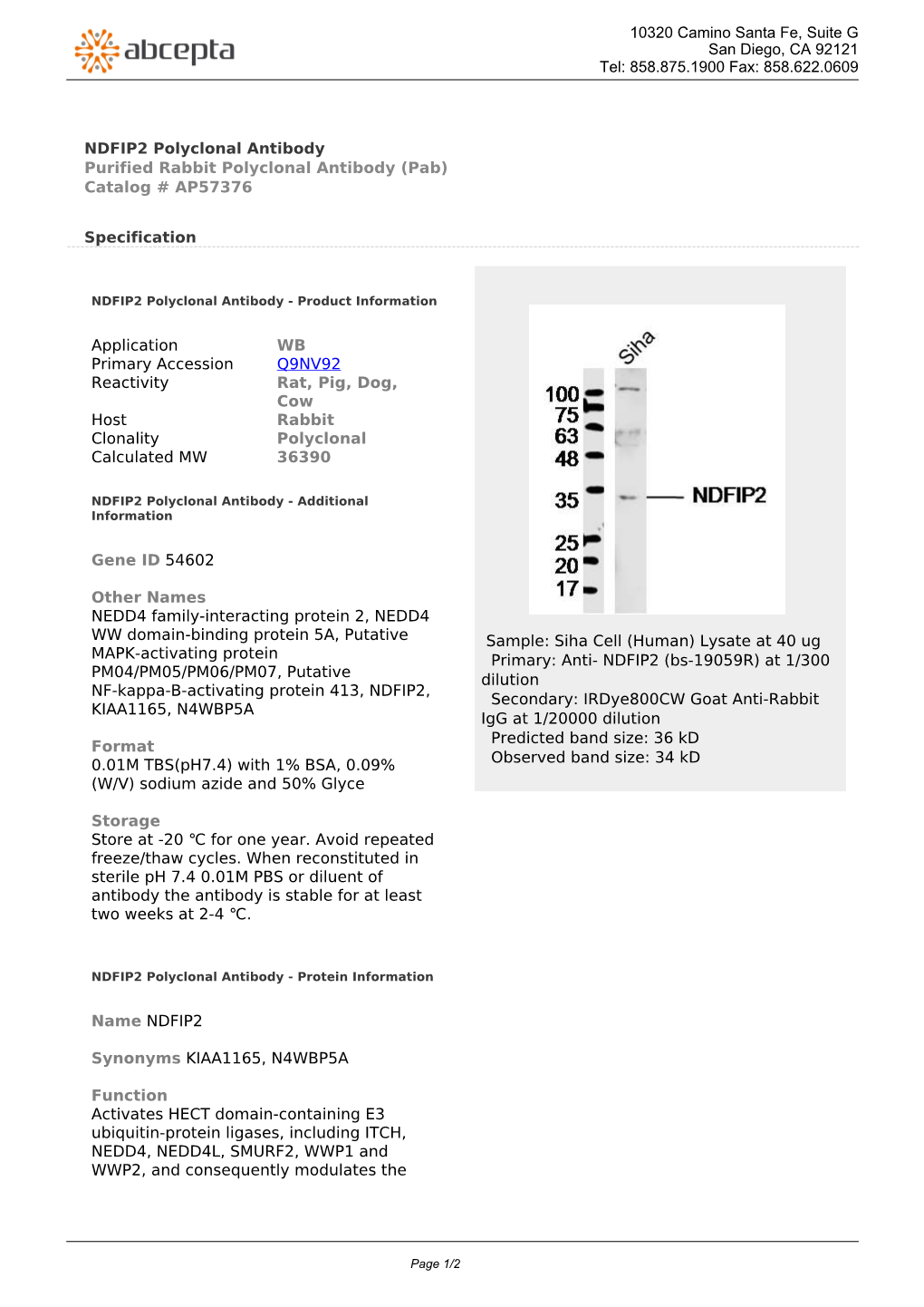 NDFIP2 Polyclonal Antibody Purified Rabbit Polyclonal Antibody (Pab) Catalog # AP57376
