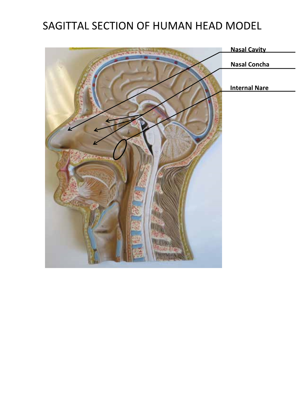 Sagittal Section of Human Head Model