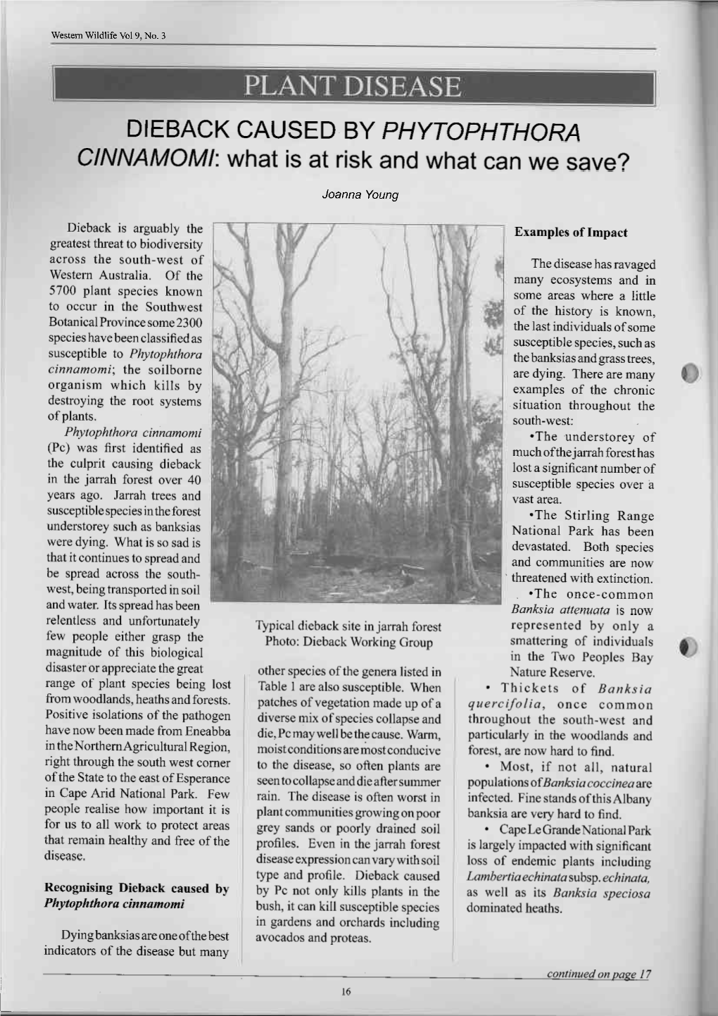 CINNAMOMI:What Is at Riskand What Can We Save?