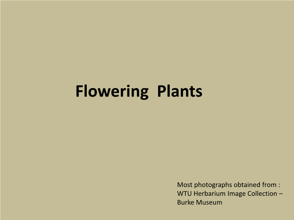 Flowering Plants