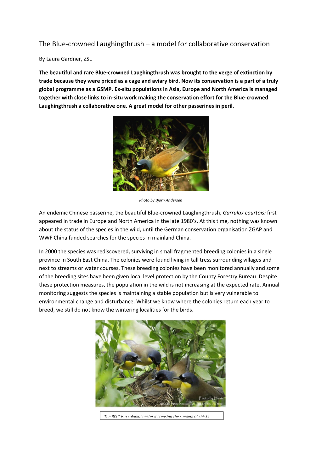 The Blue-Crowned Laughingthrush – a Model for Collaborative Conservation