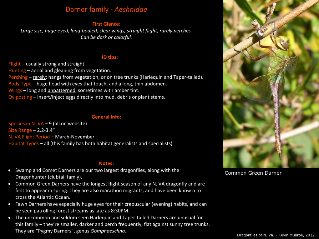 Darner Family - Aeshnidae