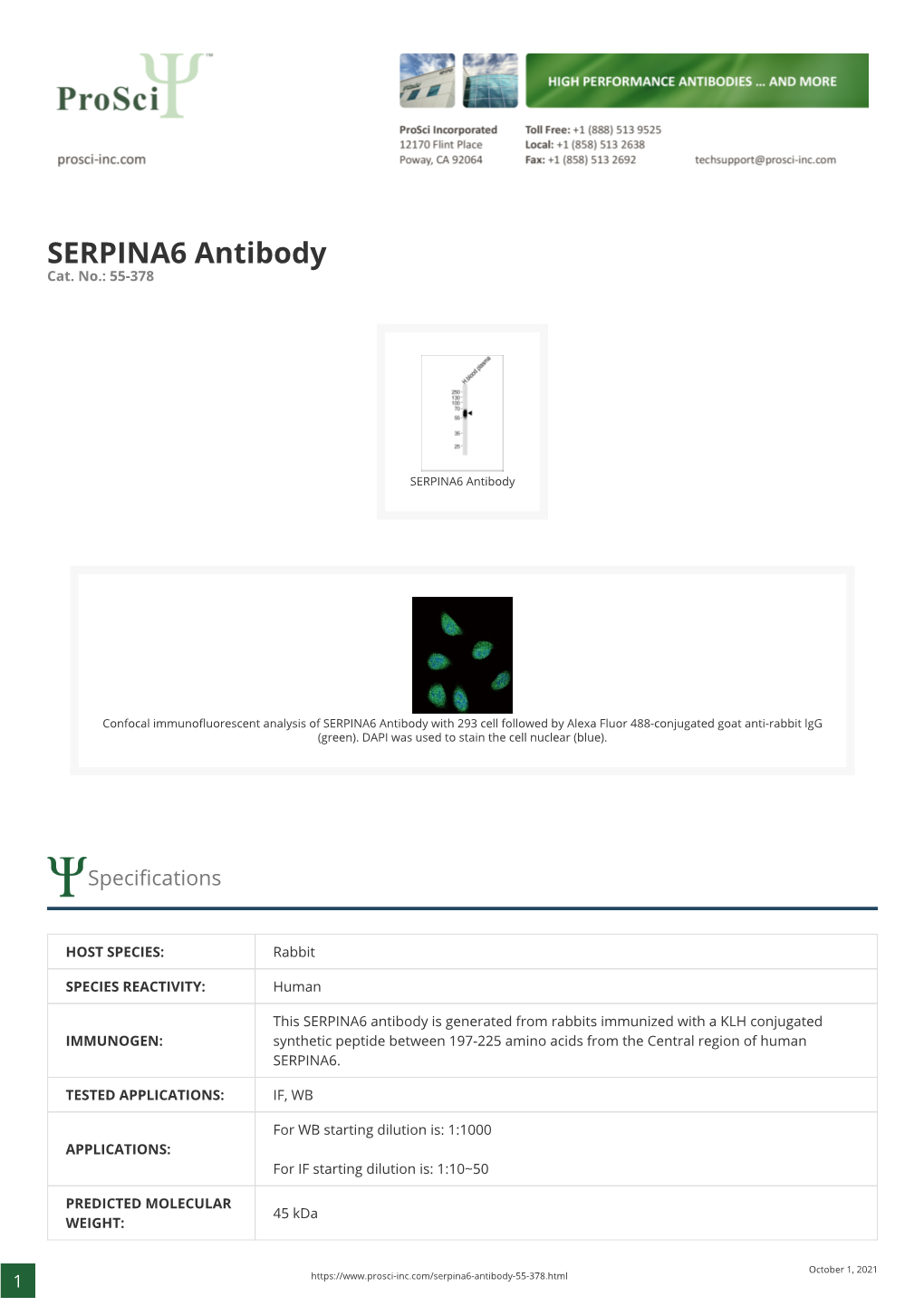 SERPINA6 Antibody Cat