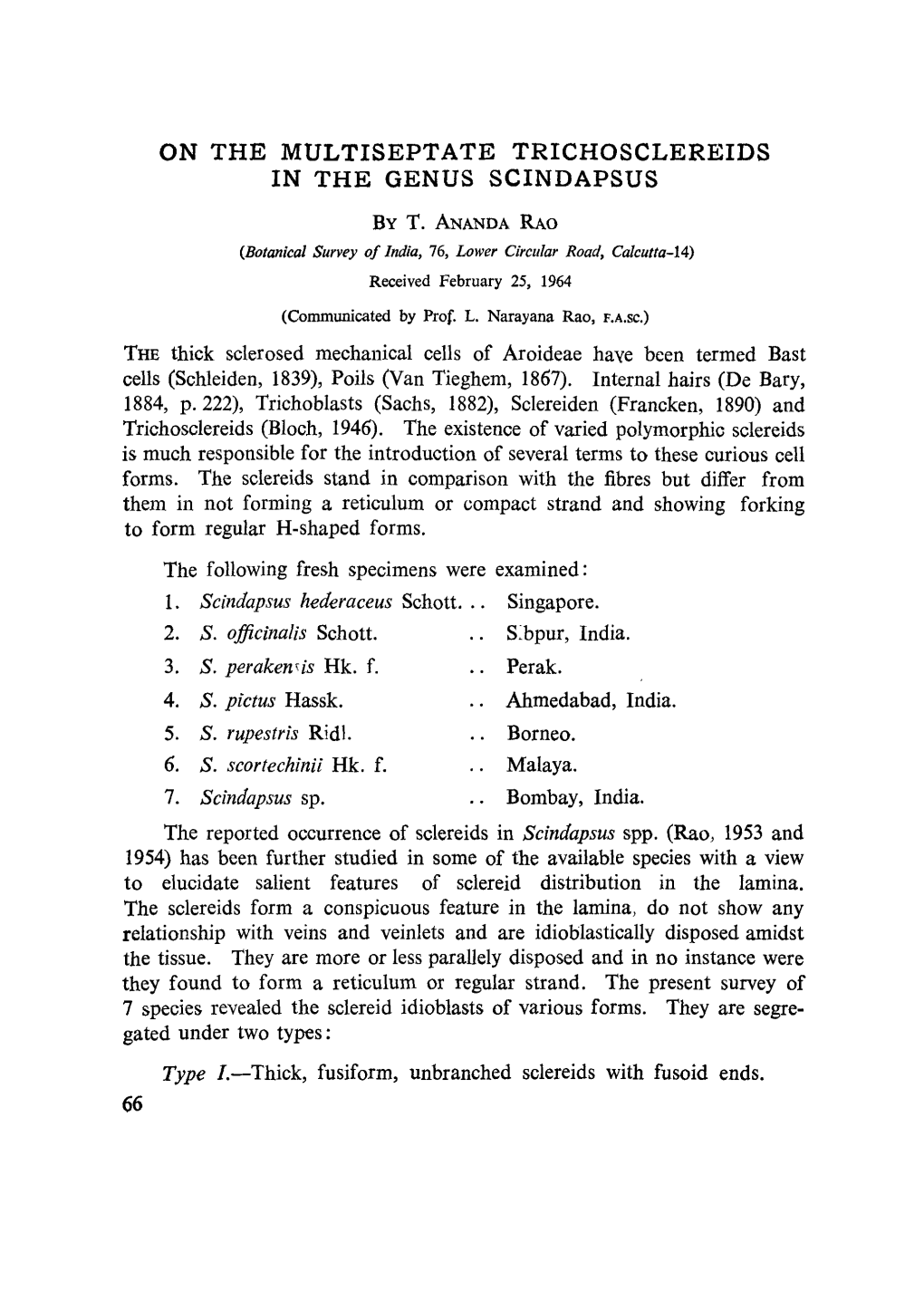 On the Multiseptate Trichosclereids in the Genus Scindapsus 69