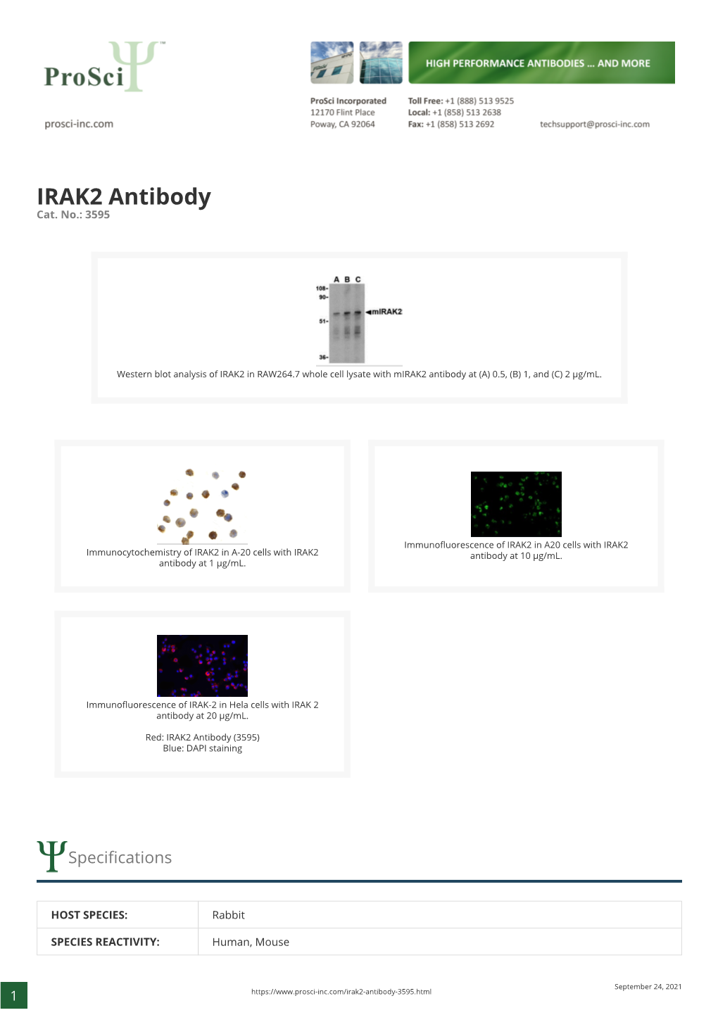 IRAK2 Antibody Cat