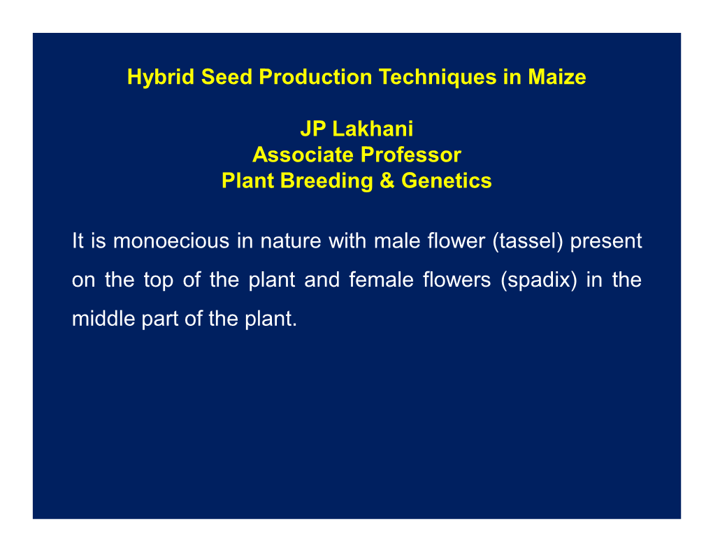 Hybrid Seed Production Techniques in Maize JP Lakhani Associate