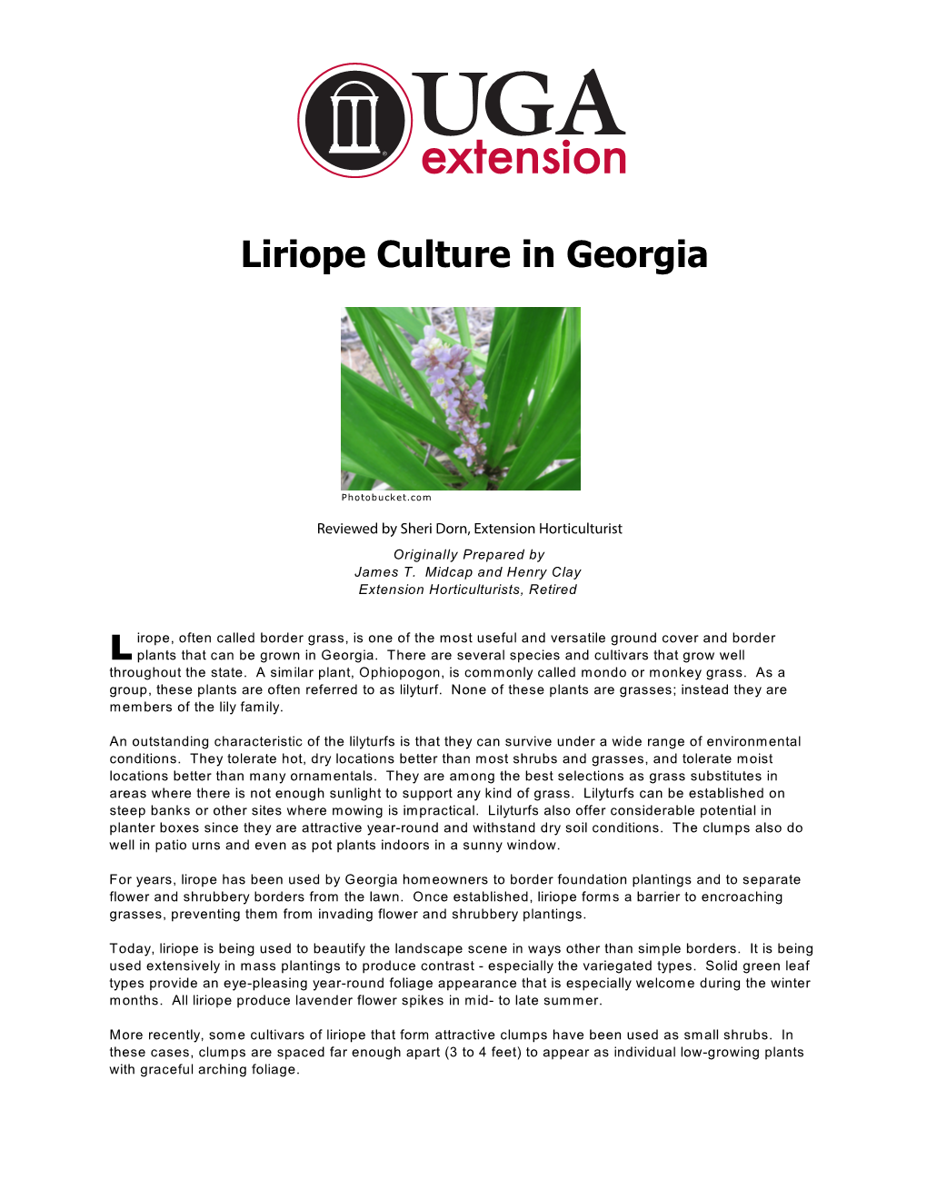 Liriope Culture in Georgia