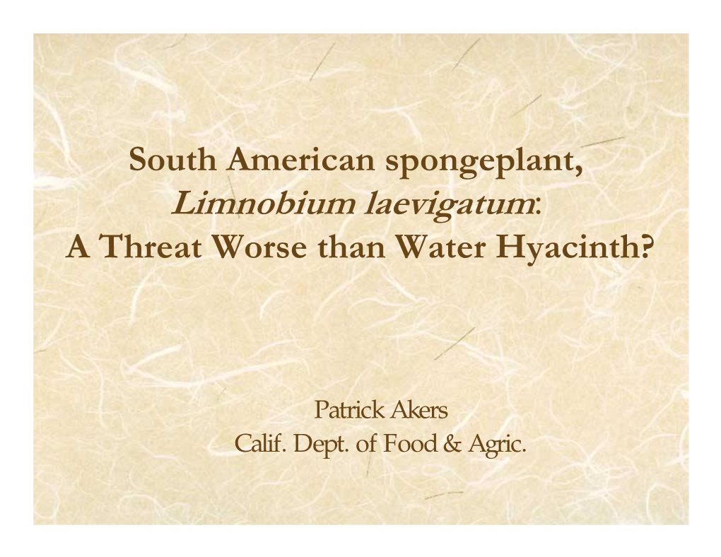 South American Spongeplant, Limnobium Laevigatum : a Threat Worse Than Water Hyacinth?