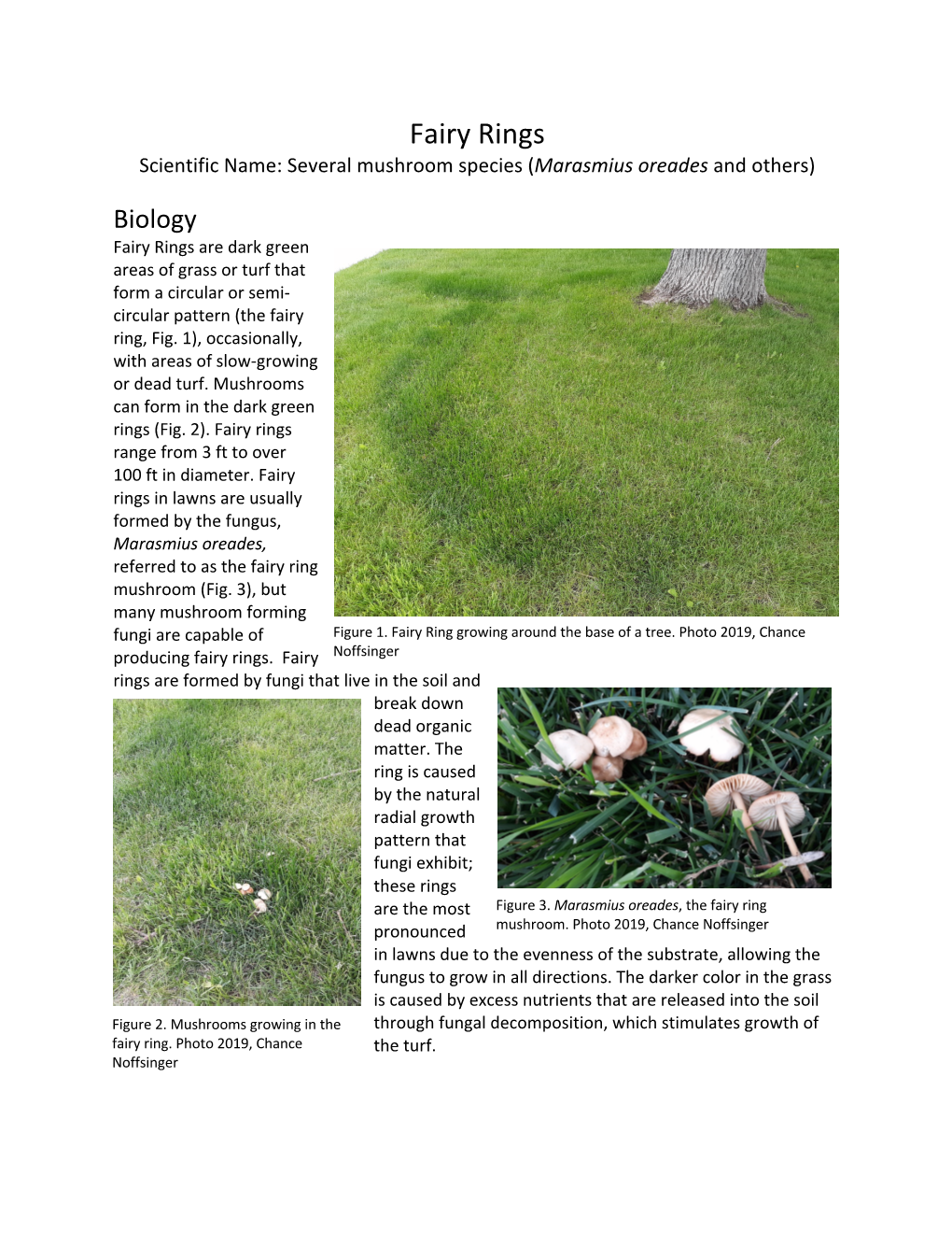 Fairy Rings Scientific Name: Several Mushroom Species (Marasmius Oreades and Others)