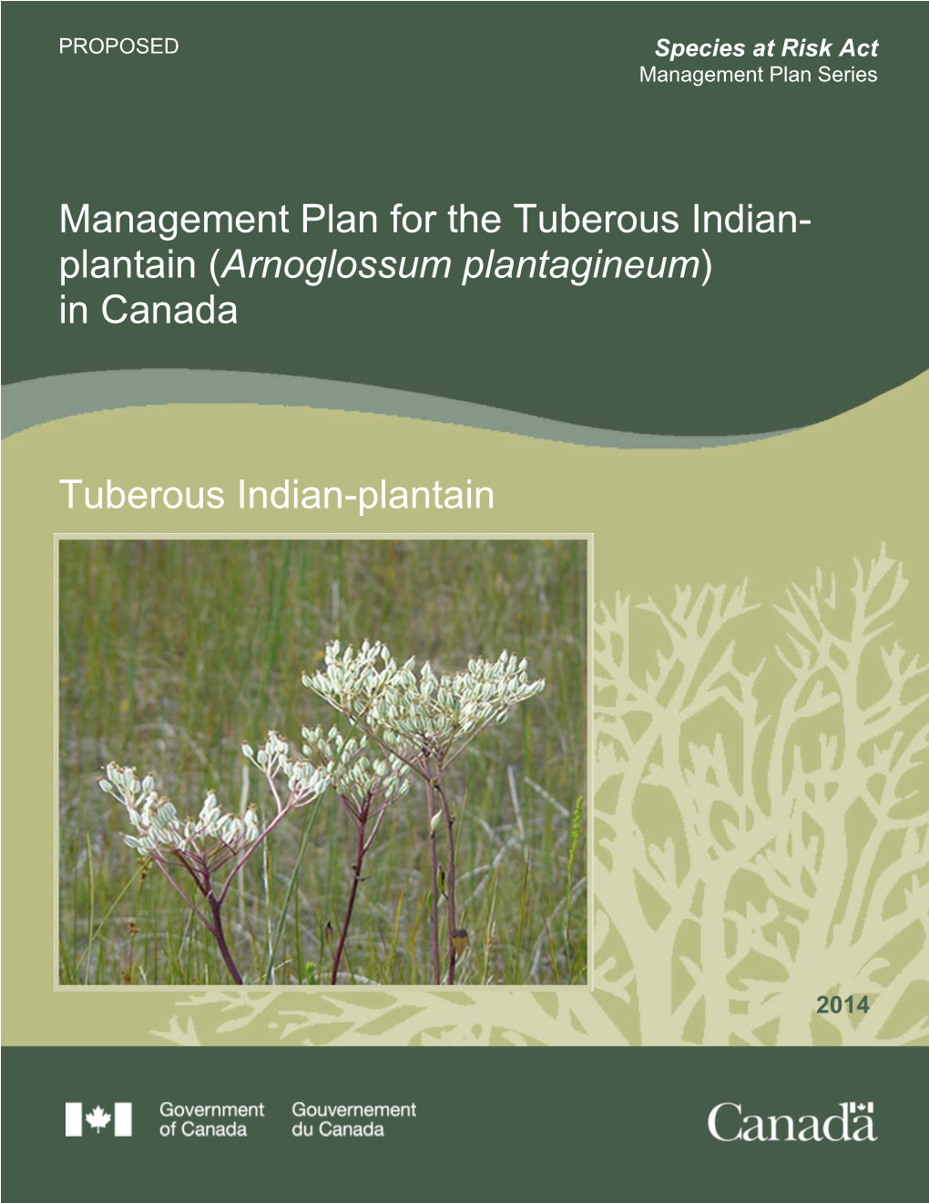 Tuberous Indian-Plantain (Arnoglossum Plantagineum) in Canada [Proposed]