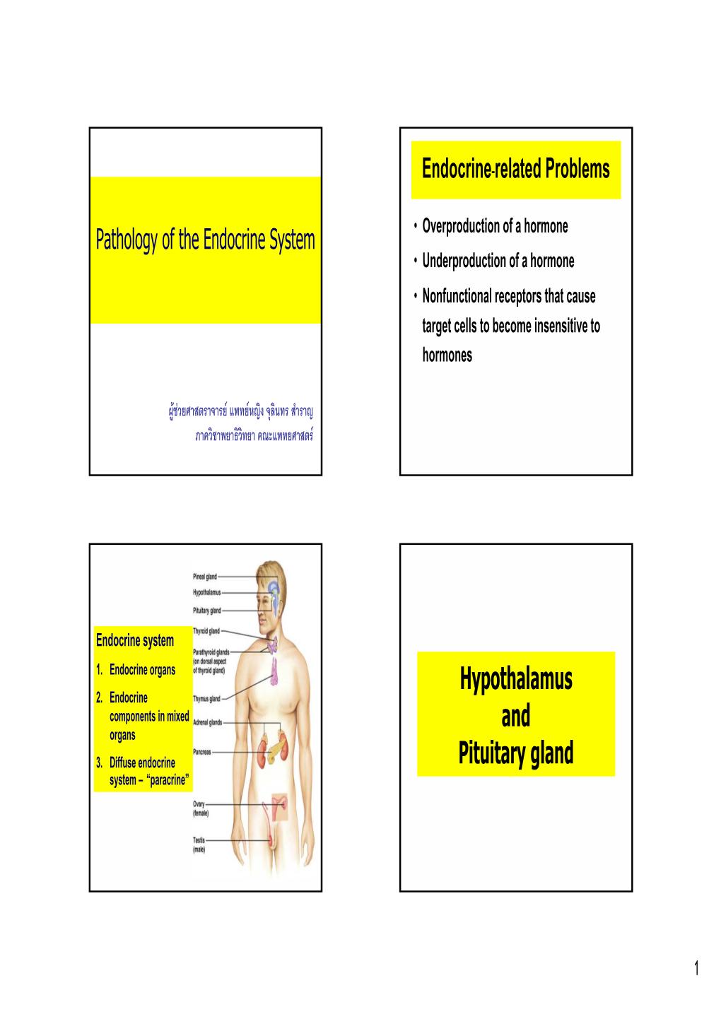 Pituitary Gland System – “Paracrine”