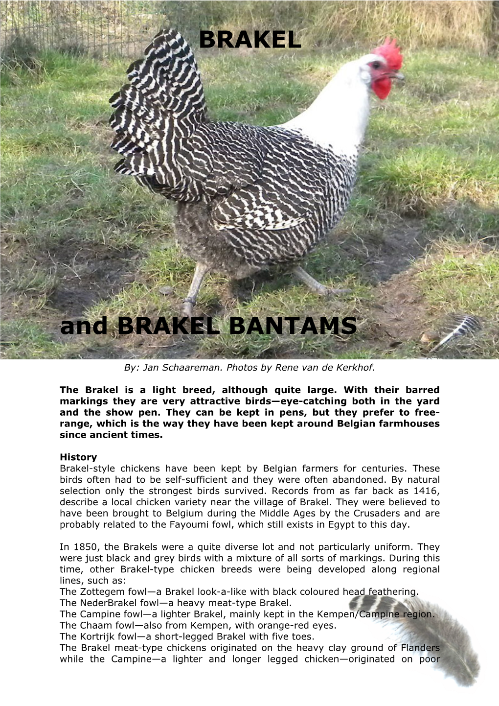 BRAKEL and BRAKEL BANTAMS