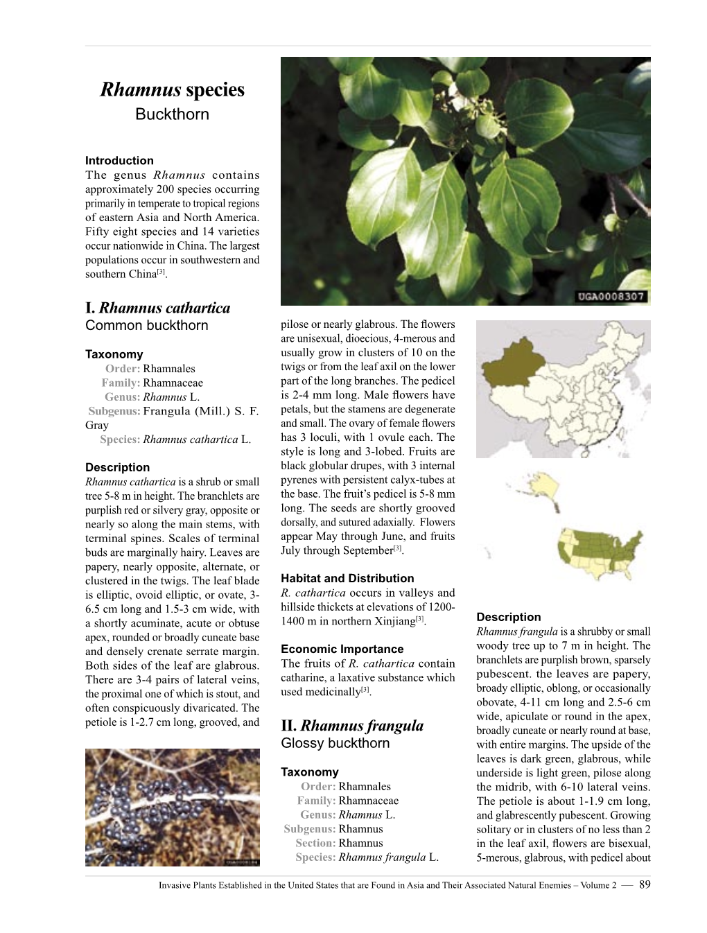 Rhamnus Species Buckthorn