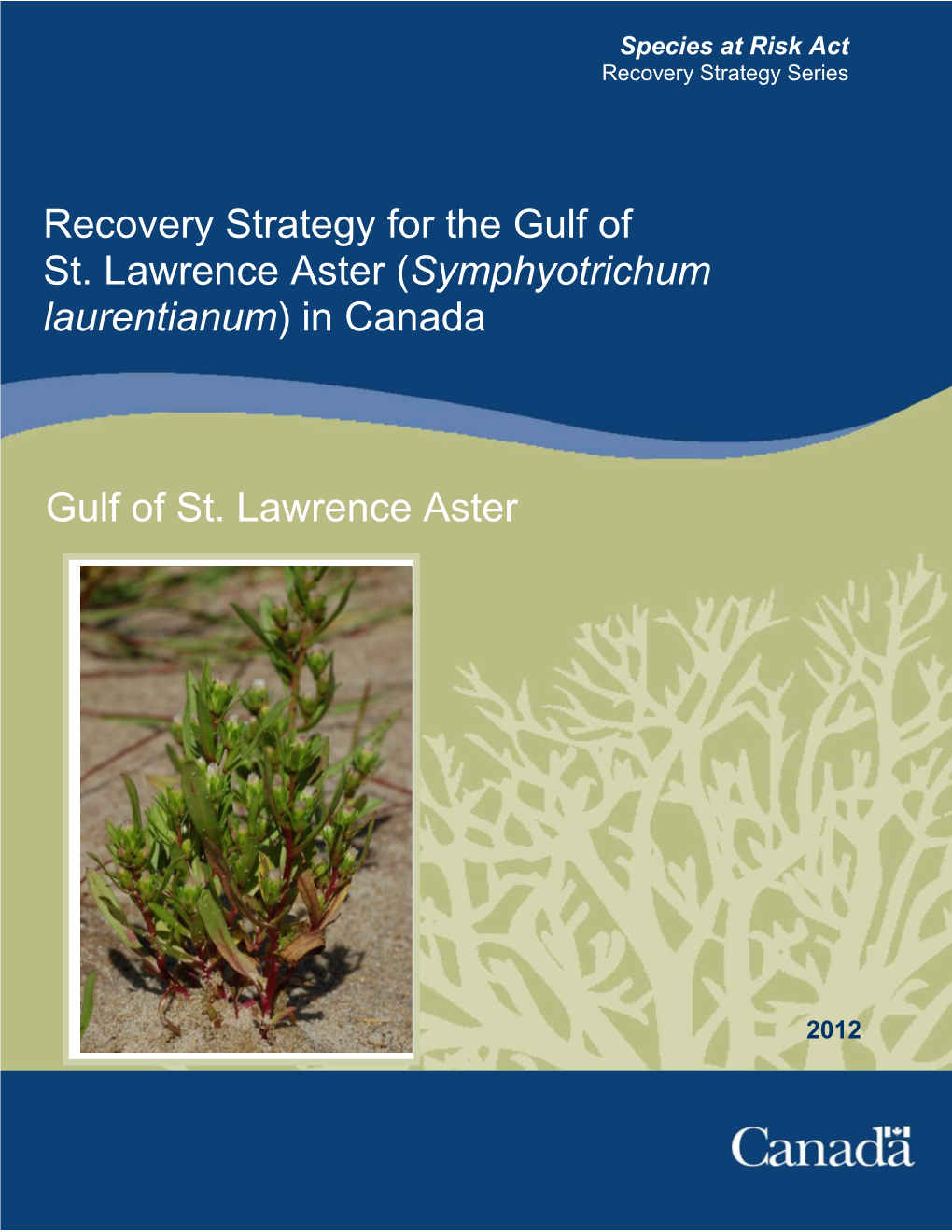 Gulf of St. Lawrence Aster (Symphyotrichum Laurentianum) in Canada