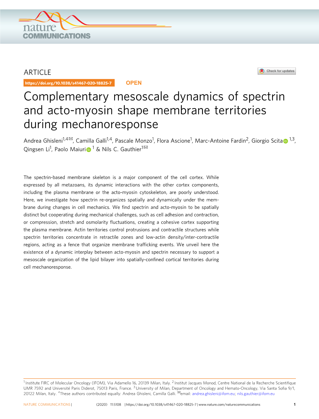 Complementary Mesoscale Dynamics of Spectrin and Acto-Myosin Shape