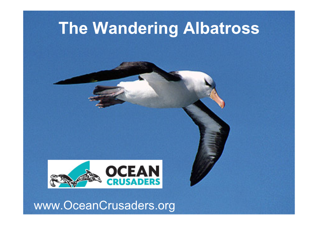 The Wandering Albatross