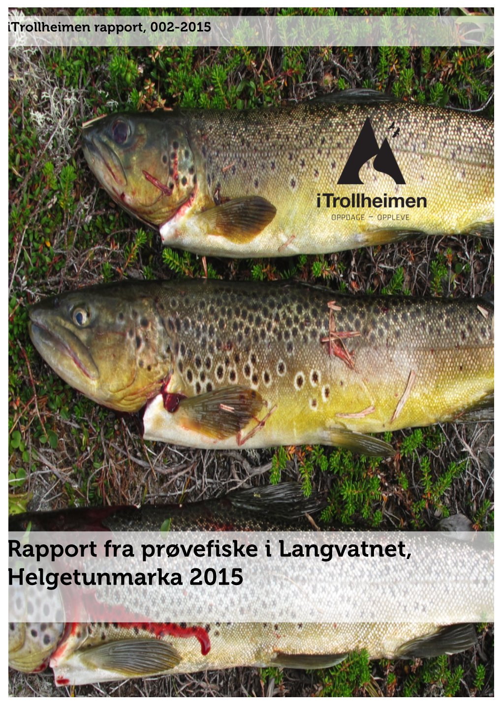 Rapport Fra Prøvefiske I Langvatnet, Helgetunmarka 2015