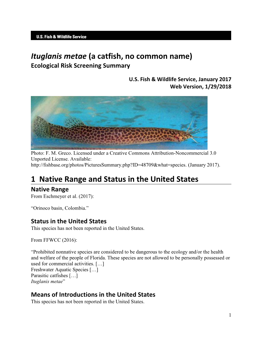 Ituglanis Metae (A Catfish, No Common Name) Ecological Risk Screening Summary