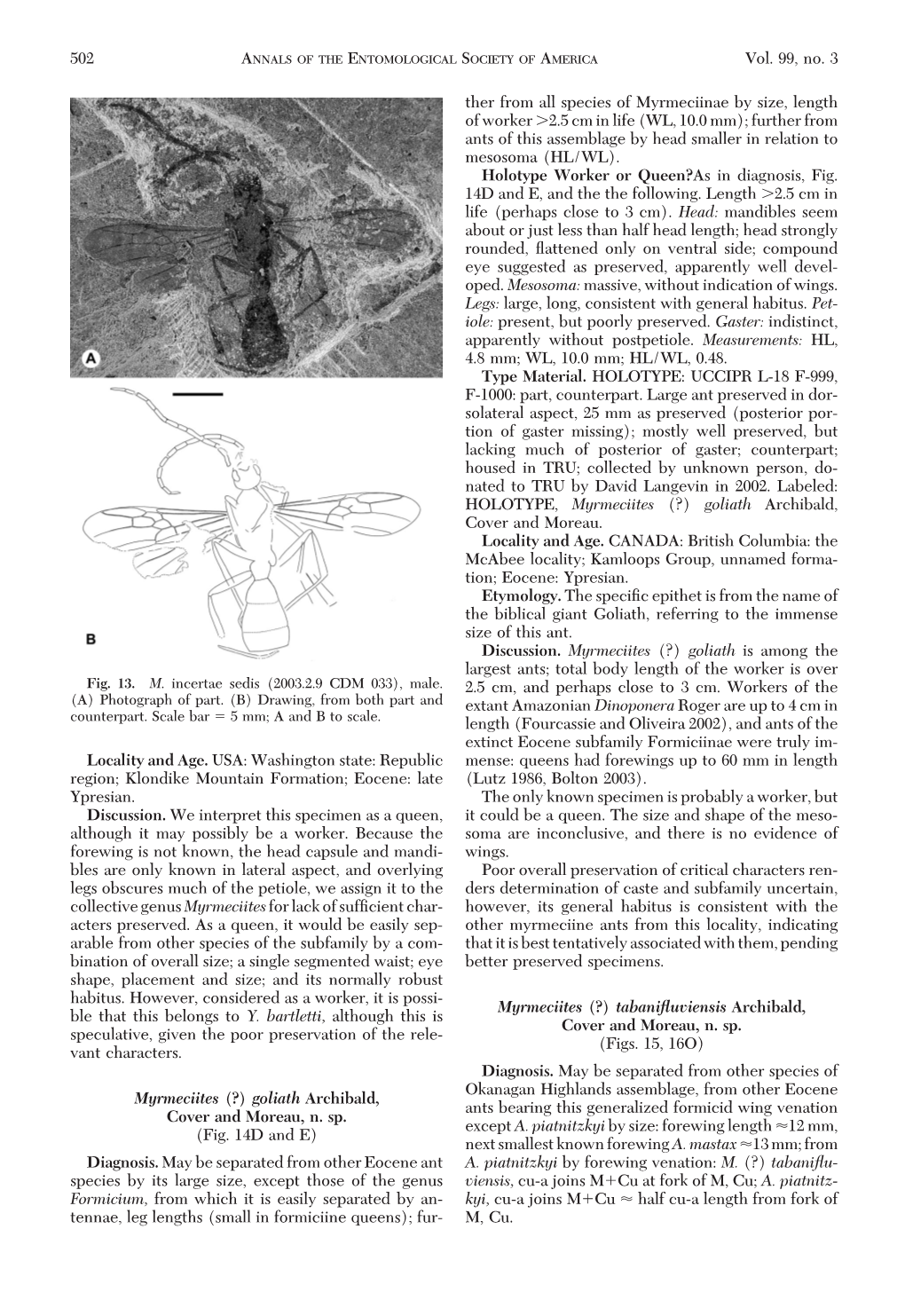 Klondike Mountain Formation; Eocene: Late (Lutz 1986, Bolton 2003)