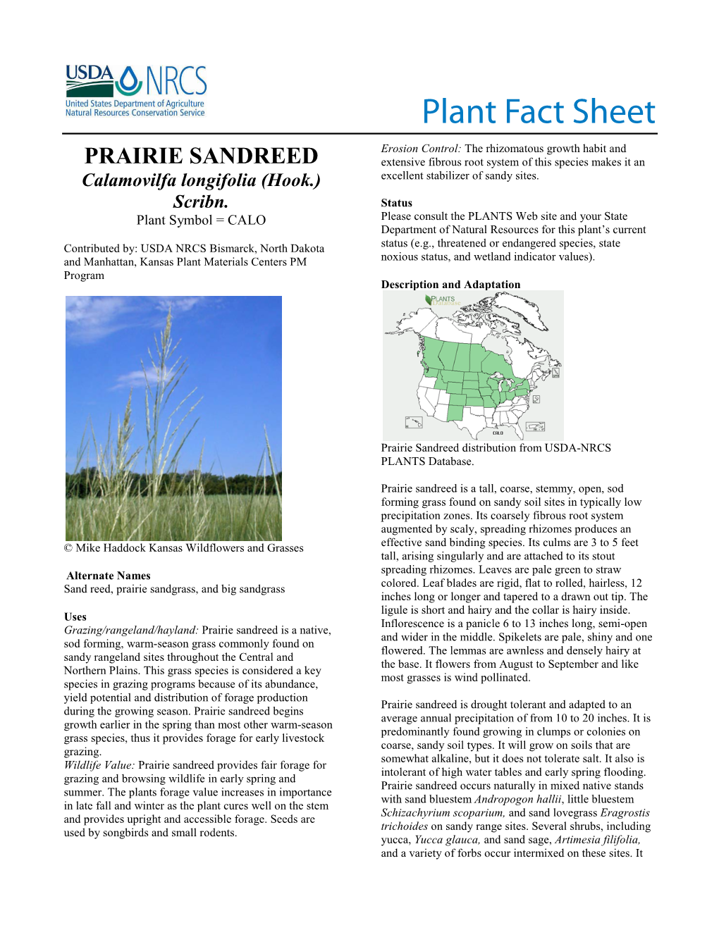 Prairie Sandreed Plant Fact Sheet