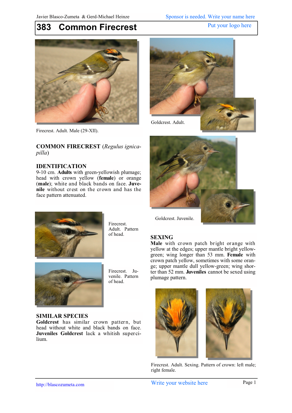 383 Common Firecrest Put Your Logo Here