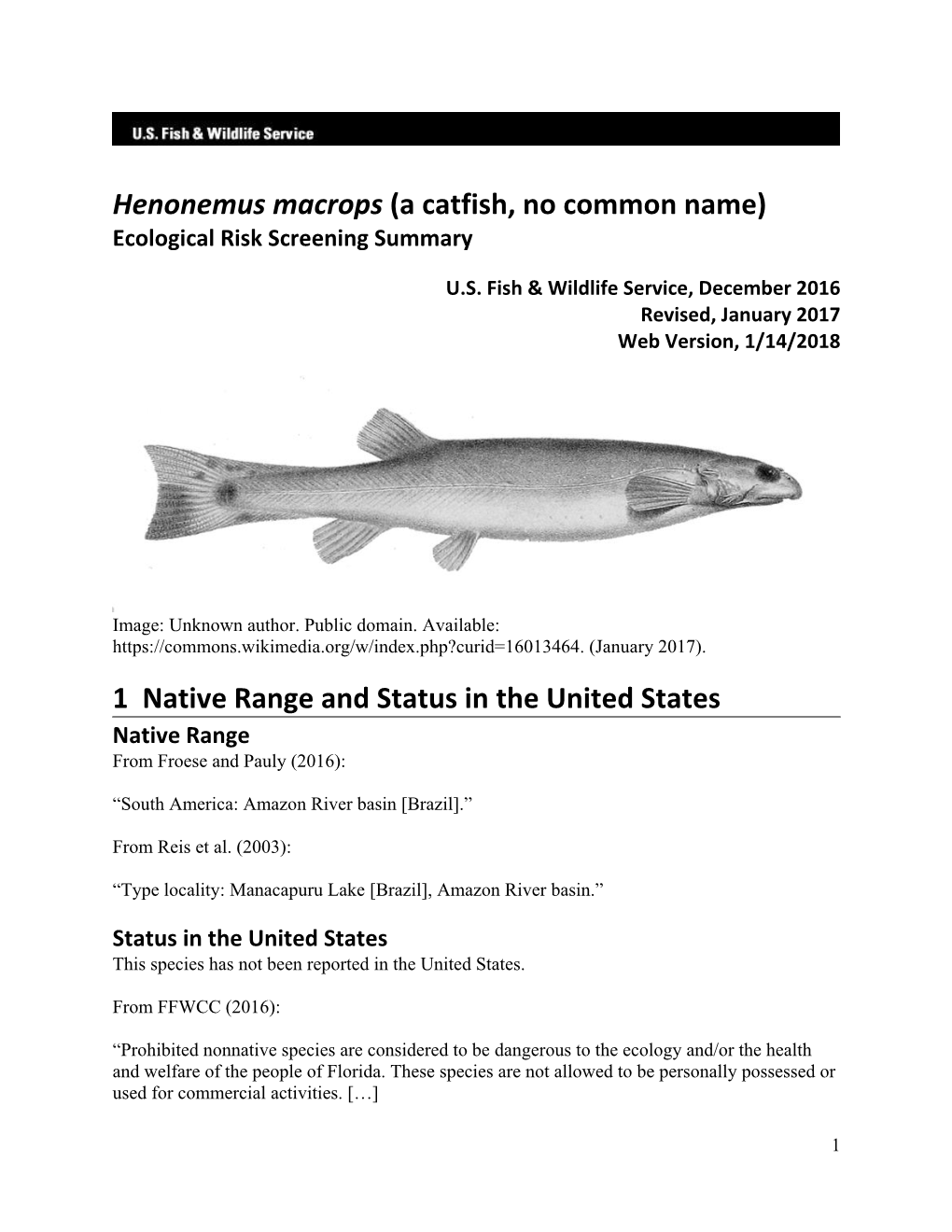 Henonemus Macrops (A Catfish, No Common Name) Ecological Risk Screening Summary