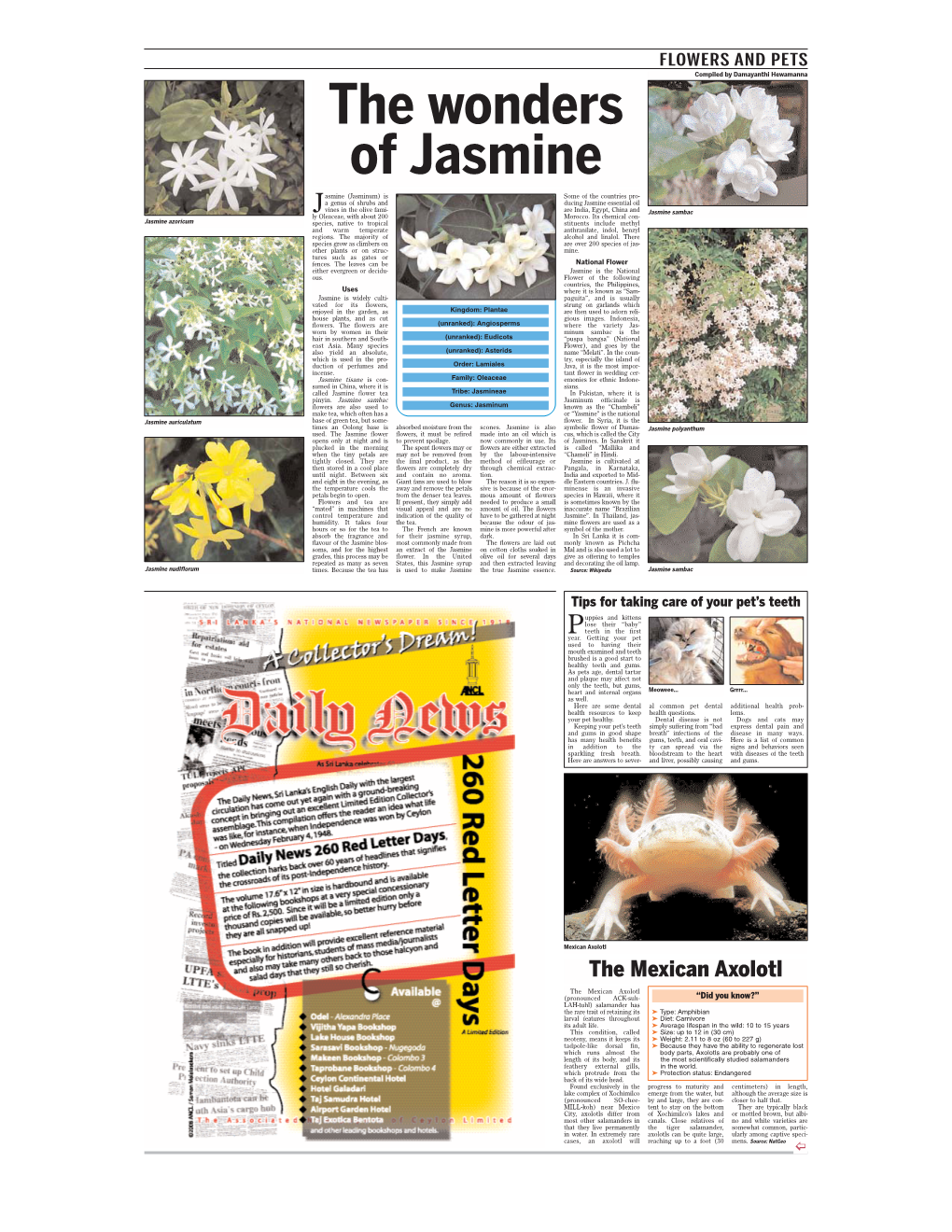 The Wonders of Jasmine