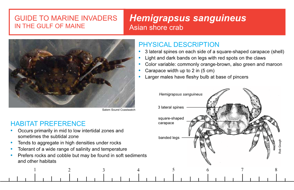 Hemigrapsus Sanguineus in the GULF of MAINE Asian Shore Crab
