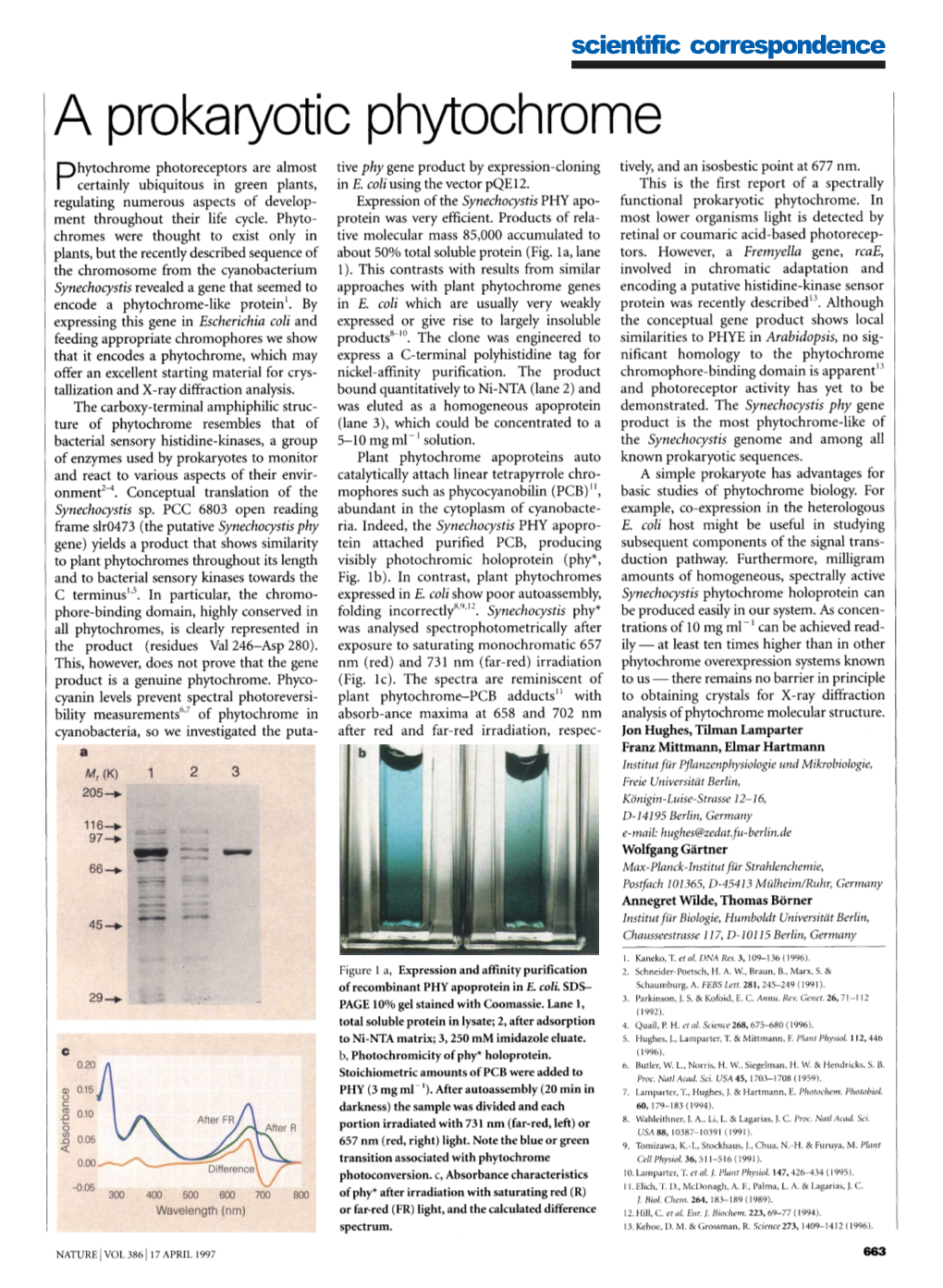 A Prokaryotic Phytochrome Hytochrome Photoreceptors Are Almost Tive Phy Gene Product by Expression-Cloning Tively, and an Isosbestic Point at 677 Nm