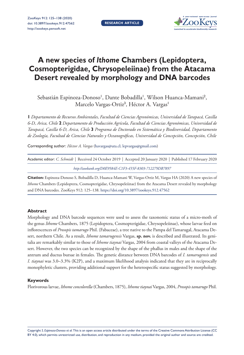 A New Species of Ithome Chambers (Lepidoptera, Cosmopterigidae, Chrysopeleiinae) from the Atacama Desert Revealed by Morphology and DNA Barcodes