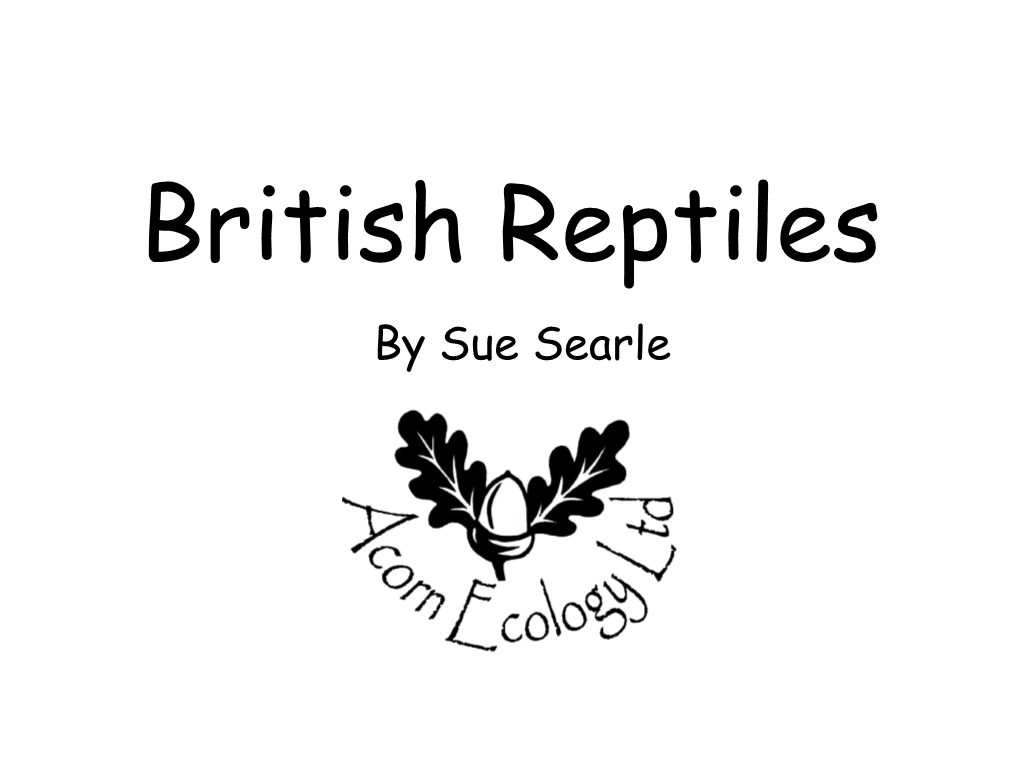 British Reptiles by Sue Searle