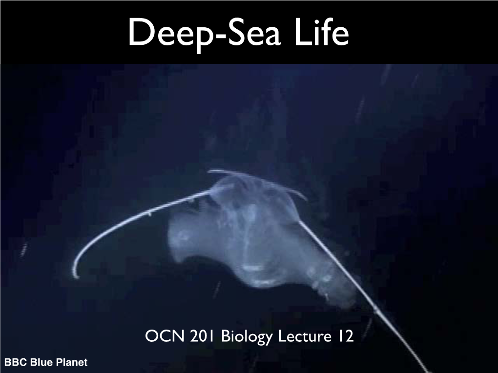 Deep-Sea Life