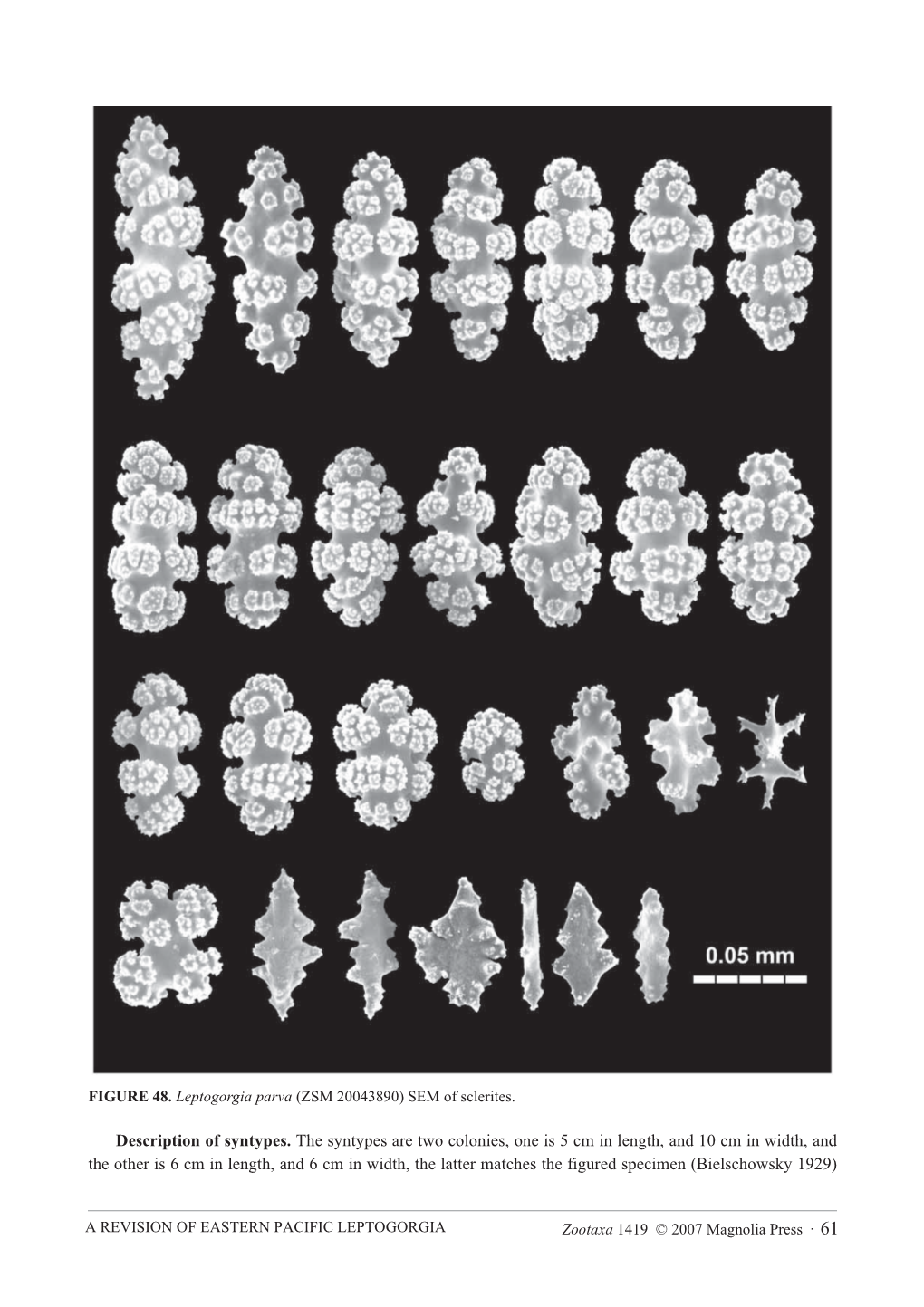 Zootaxa, a Revision of the Genus Leptogorgia Milne Edwards