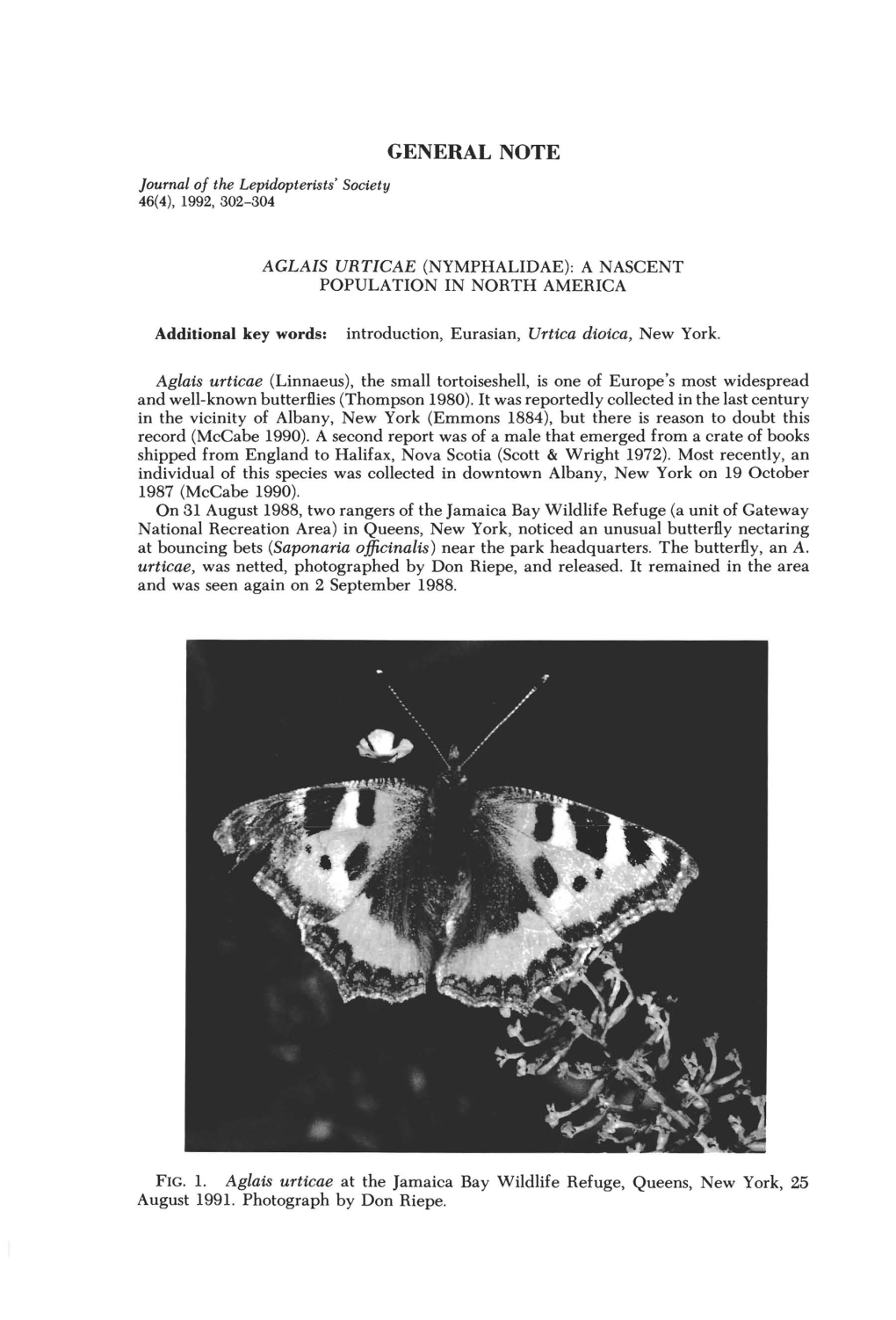 Aglais Urticae (Nymphalidae): a Nascent Population in North America