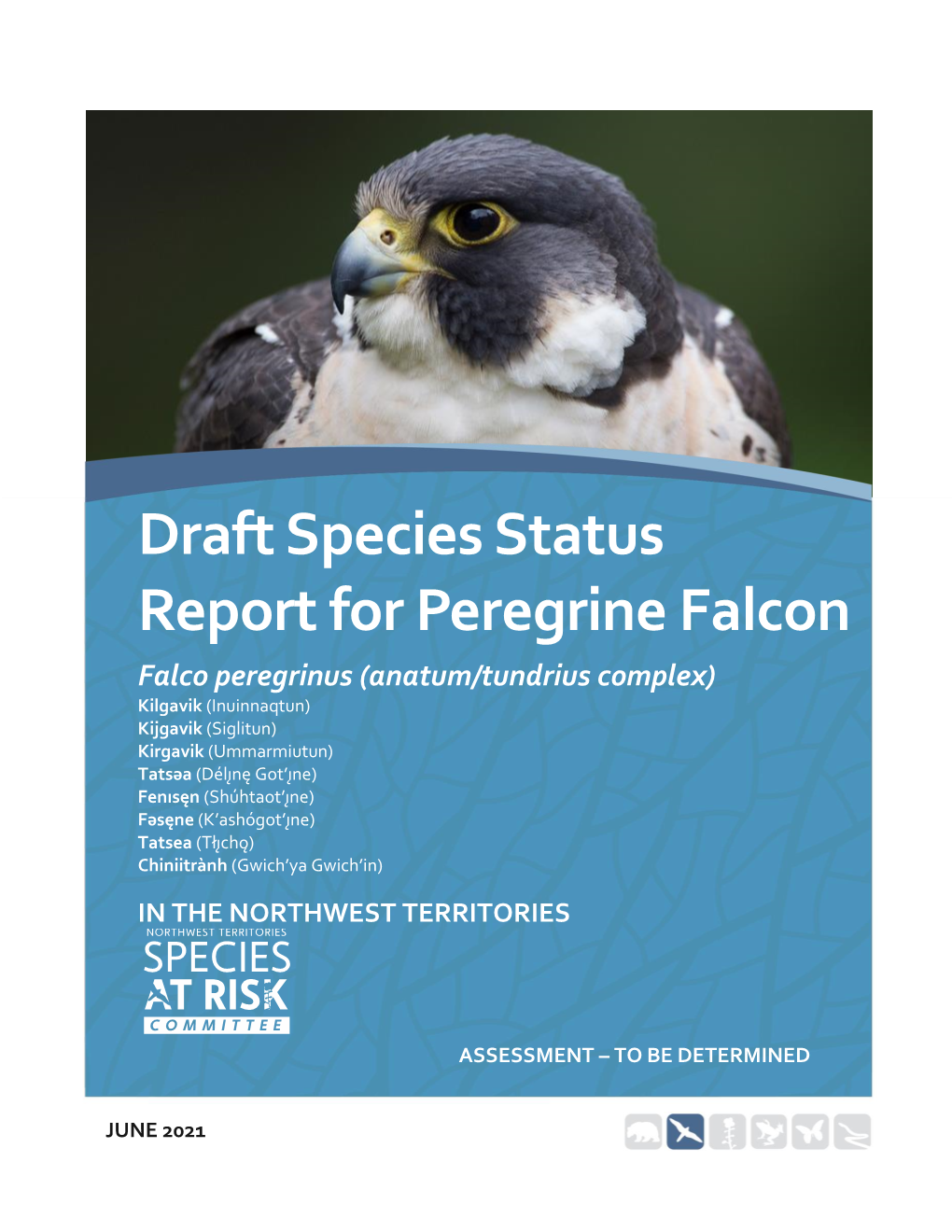Draft Status Report for Peregrine Falcon in The