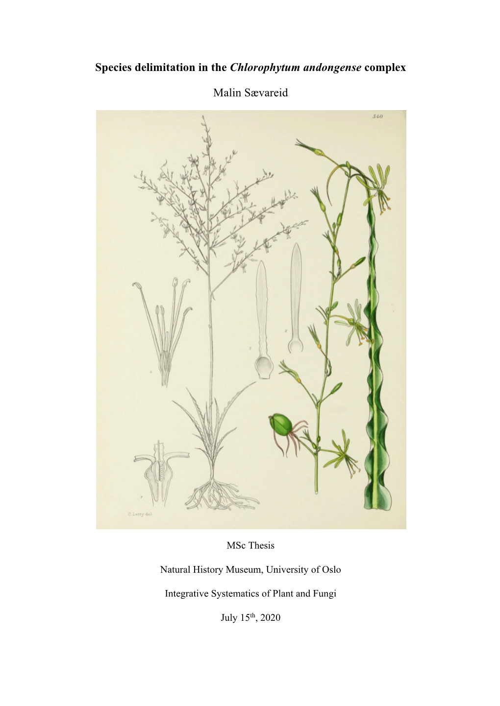 Species Delimitation in the Chlorophytum Andongense Complex