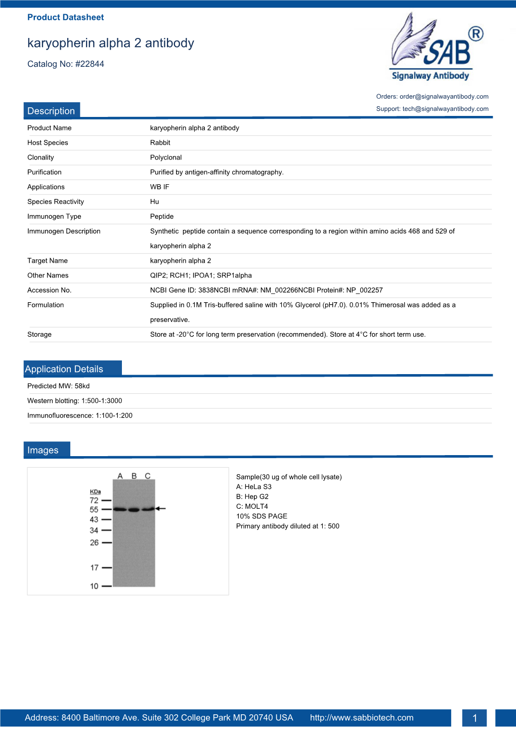 Karyopherin Alpha 2 Antibody