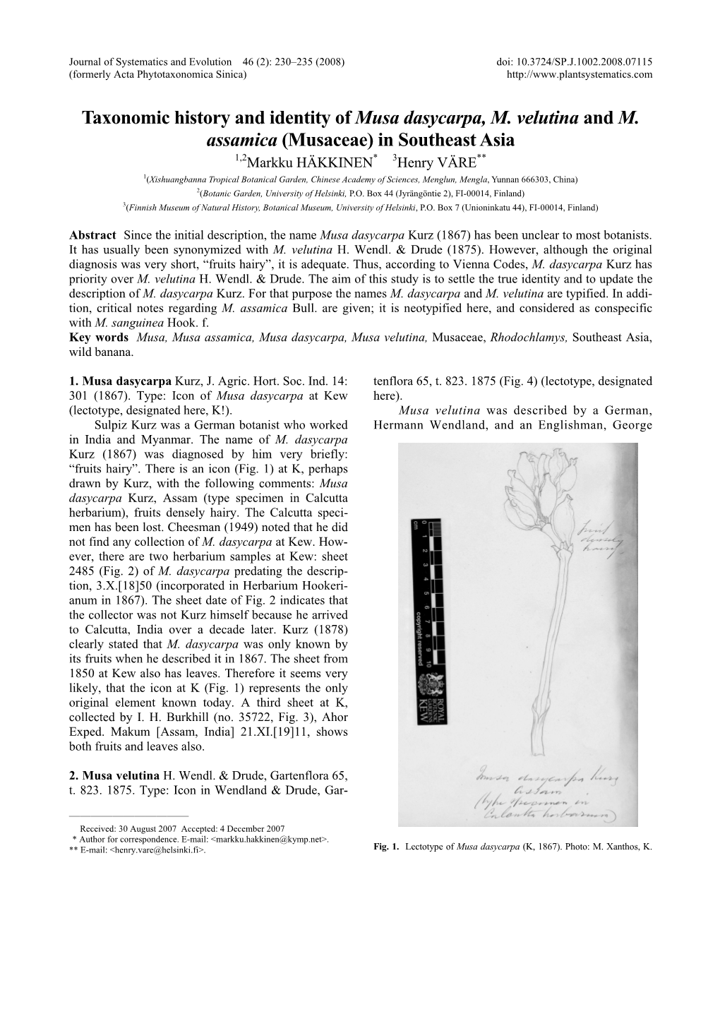 Taxonomic History and Identity of Musa Dasycarpa, M. Velutina and M