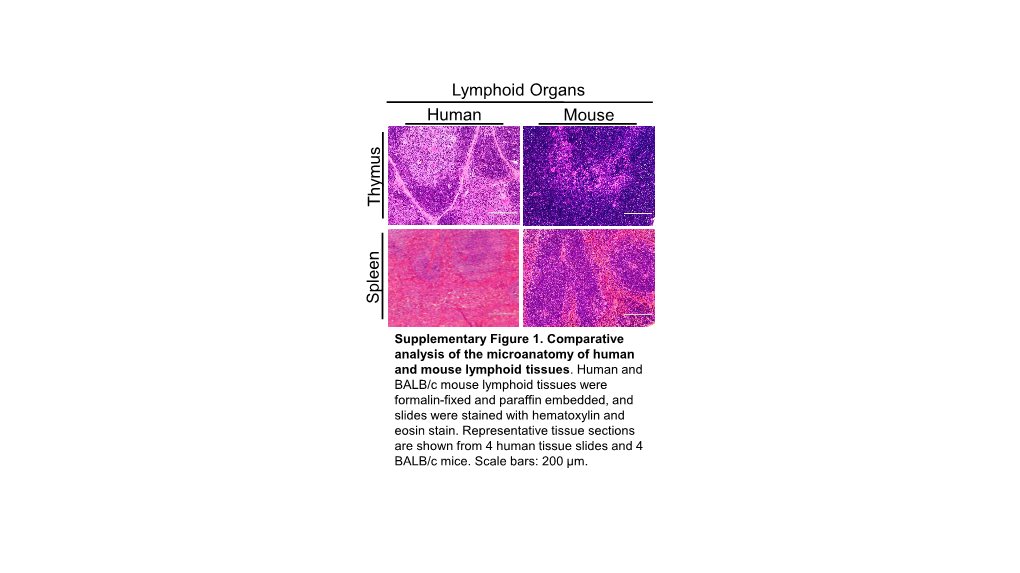 Thymus Human Spleen Mouse Lymphoid Organs