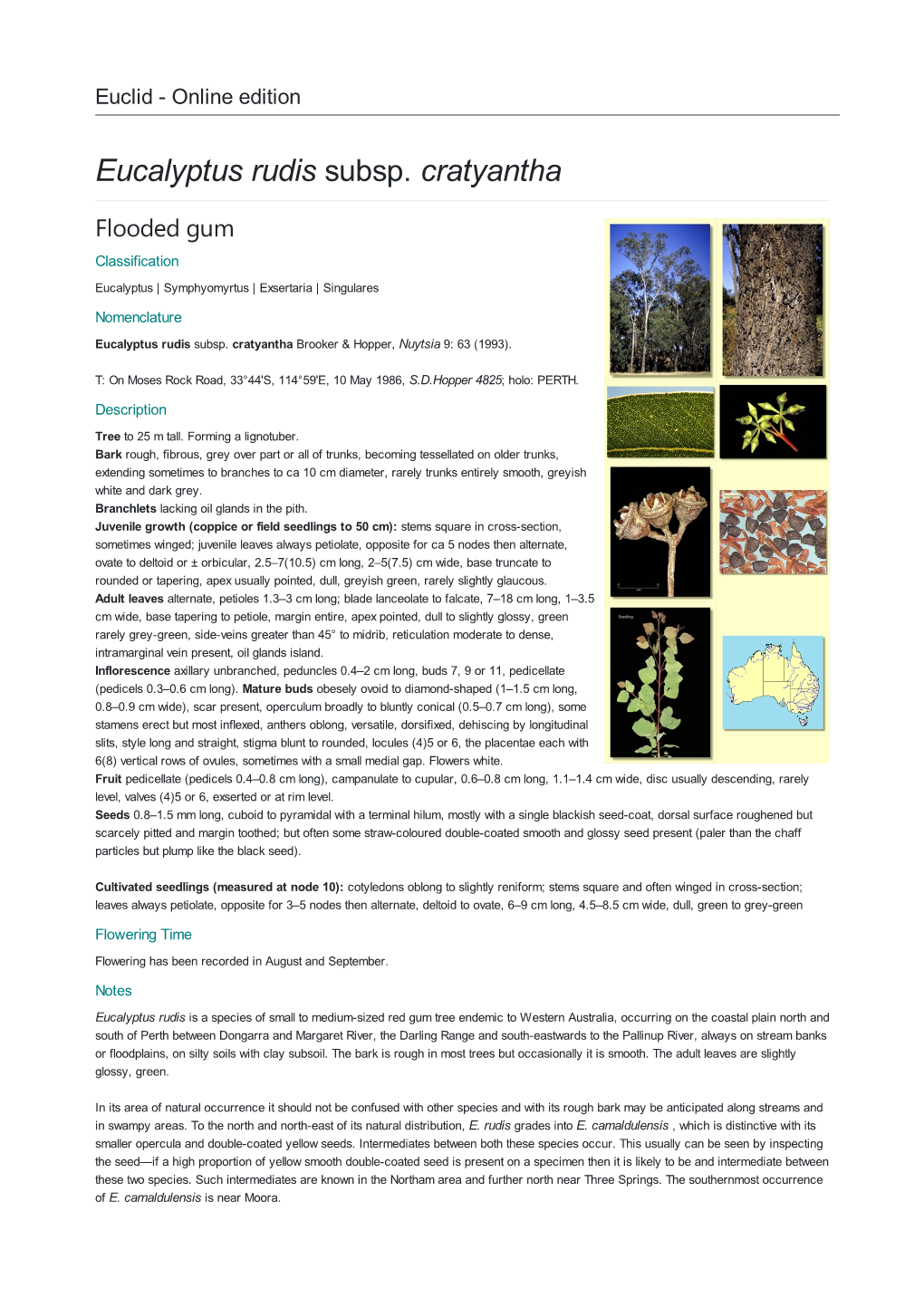 Eucalyptus Rudis Subsp. Cratyantha Flooded Gum Classification Eucalyptus | Symphyomyrtus | Exsertaria | Singulares Nomenclature Eucalyptus Rudis Subsp